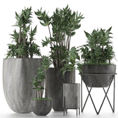 Plants Collection 14