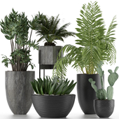 Plants Collection 19