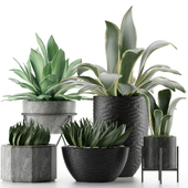 Plants Collection 15