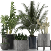 Plants Collection 20