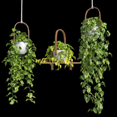Подвесные растения - Сциндапсус (Hanging plants - Scindapsus)
