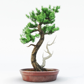 Bonsai spruce