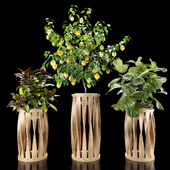 Plants set 5 (Croton, Ficus, Limon)