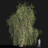 Willow # 1 (9.8 m)