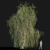 Ива (Willow) #1 (9.8 m)