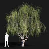 Willow # 2 (6.5 m)