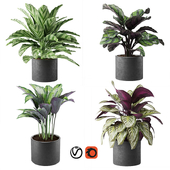 calathea Collection