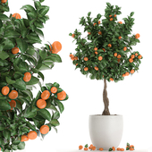 Beautiful little Tangerine tree in a white pot Citrus, fruit. Set 681.