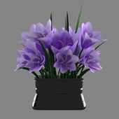 A bouquet of crocuses in a vase