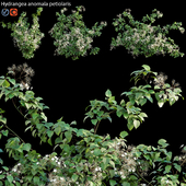 Hydrangea anomala petiolaris - Climbing Hydrangea 02
