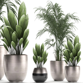 Collection of small beautiful lush plants in pots with palm, hovea, palm grass, neanta. Set 689.