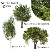 Set of Trees ( Chinaberry , Silver Birch and Apple )