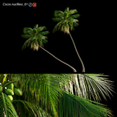 Cocos nucifera - Coconut 01
