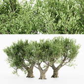 African Olive tree