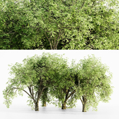 American elm tree