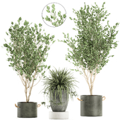 Decorative small trees in black concrete pots with Chlorophytum. Set 693.