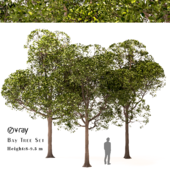 Set of Round Shaped Bay Trees ( Laurus Nobilis )