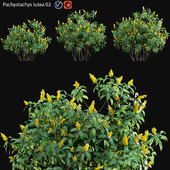 Pachystachys lutea -Lollipop plant - Golden shrimp plant 02