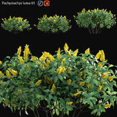 Pachystachys lutea -Lollipop plant - Golden shrimp plant 01