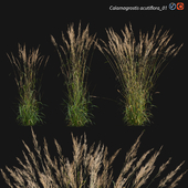 Calamagrostis acutiflora_01