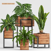 Plant set-125