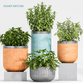 Plant set-126