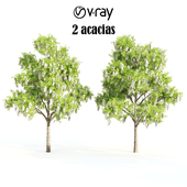 2 acacias-vray