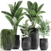 A collection of plants in stylish black pots with Krestovnik, banana, Rapeseed, monstera, Strelitzia, succulents. Set 709.