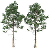 Сосна | Pinus #001 (13.6m)