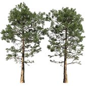 Сосна | Pinus #002 (16.5m)
