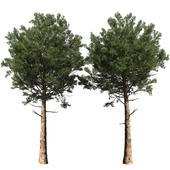 Сосна | Pinus #003 (13.5m)
