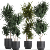 Collection of small indoor plants in beautiful black pots with Dracaena. Set 716.