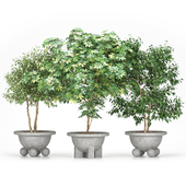Schefflera + Ficus Benjamina (Schefflera + Ficus Benjamina)
