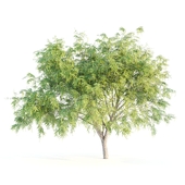 mesquite tree