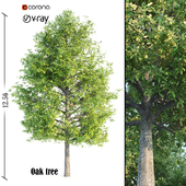 oak tree02