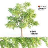 willow or salix alba