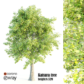katsura tree