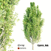 cypress-oak