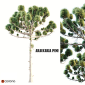 Araucaria Pine