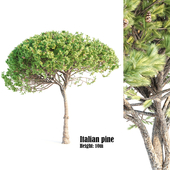 italian pine