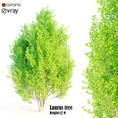 laurus tree