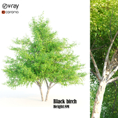 black birch