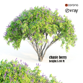 chaste berry