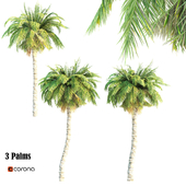 3 Palms- Corona