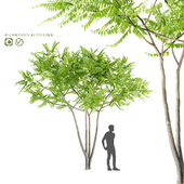 Aylant the highest | Ailanthus altissima 3 in 1
