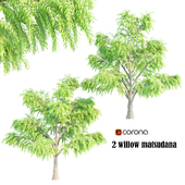 2willow matsudana tree
