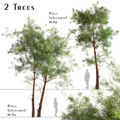 Set of Pinus Sylvestris Trees (Scots Pine)