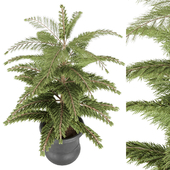 plant 003 pine