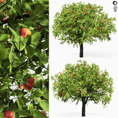 apple tree 6s