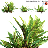 Asplenium nidus | Birds Nest Fern | 01